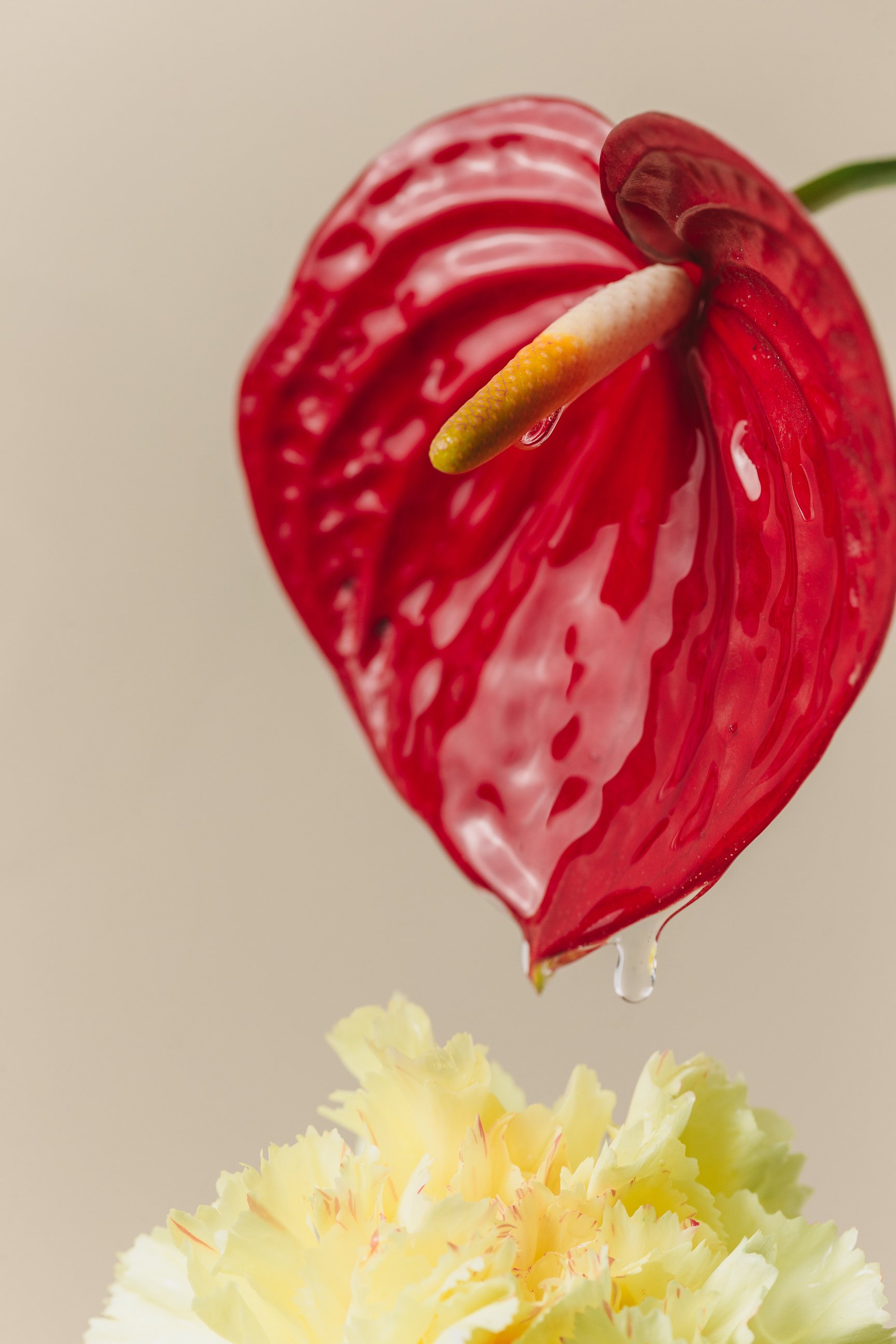 Water Dripping from Anthurium